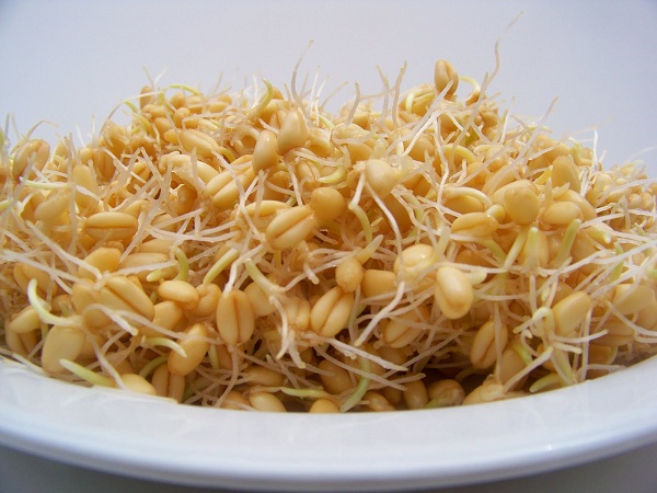 جوانه ها